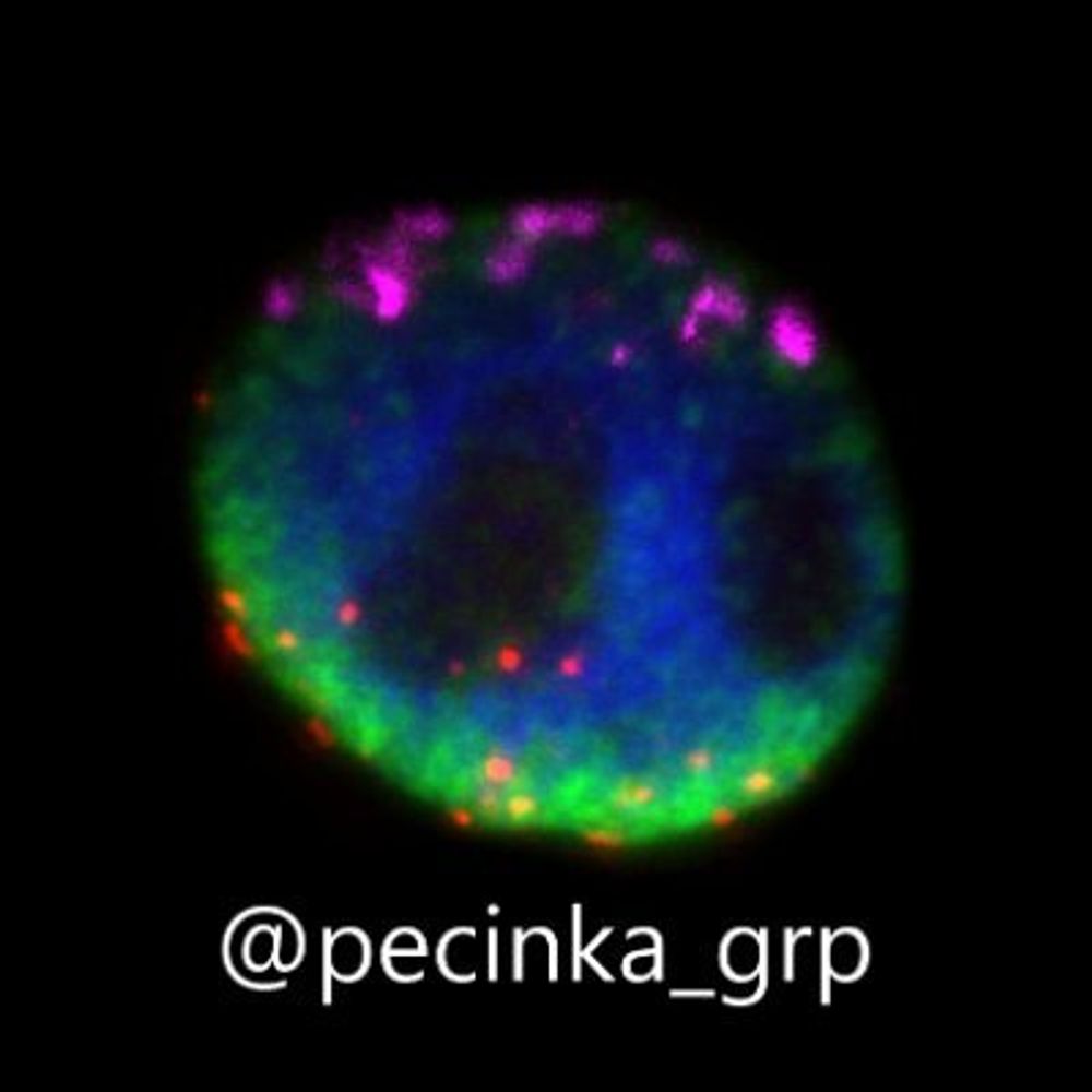 Chromatin organization and function