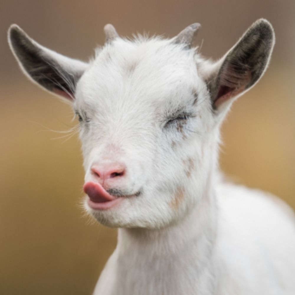 goatuccino
