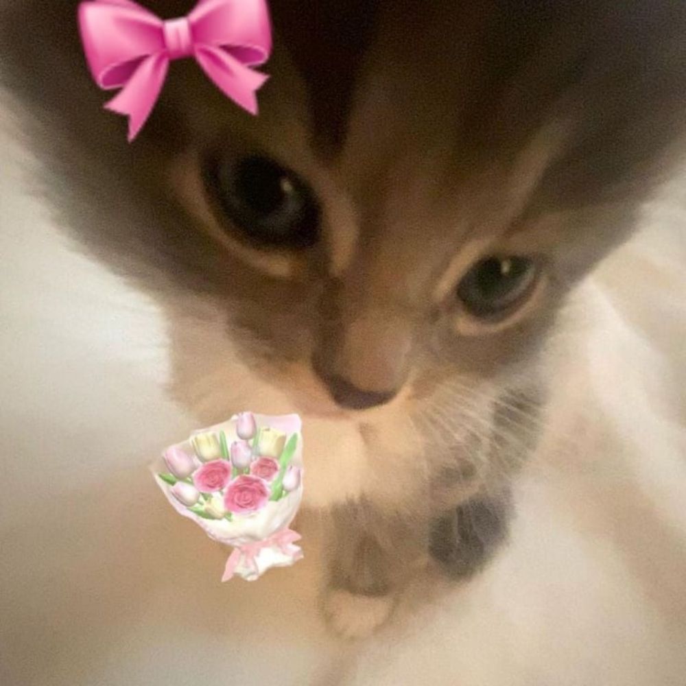 Mimi | #ARKANIS | 🌷