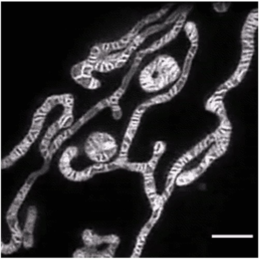 microscopist, researcher in the regulation of insulin secretion