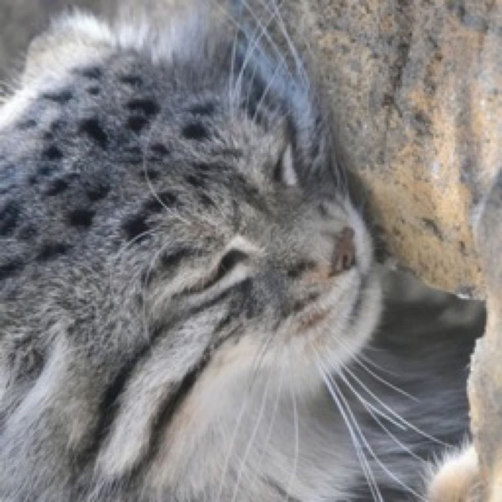 cronch