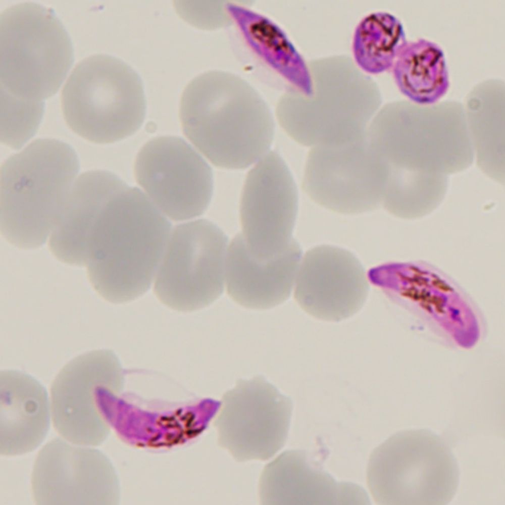CortesMalaria Lab