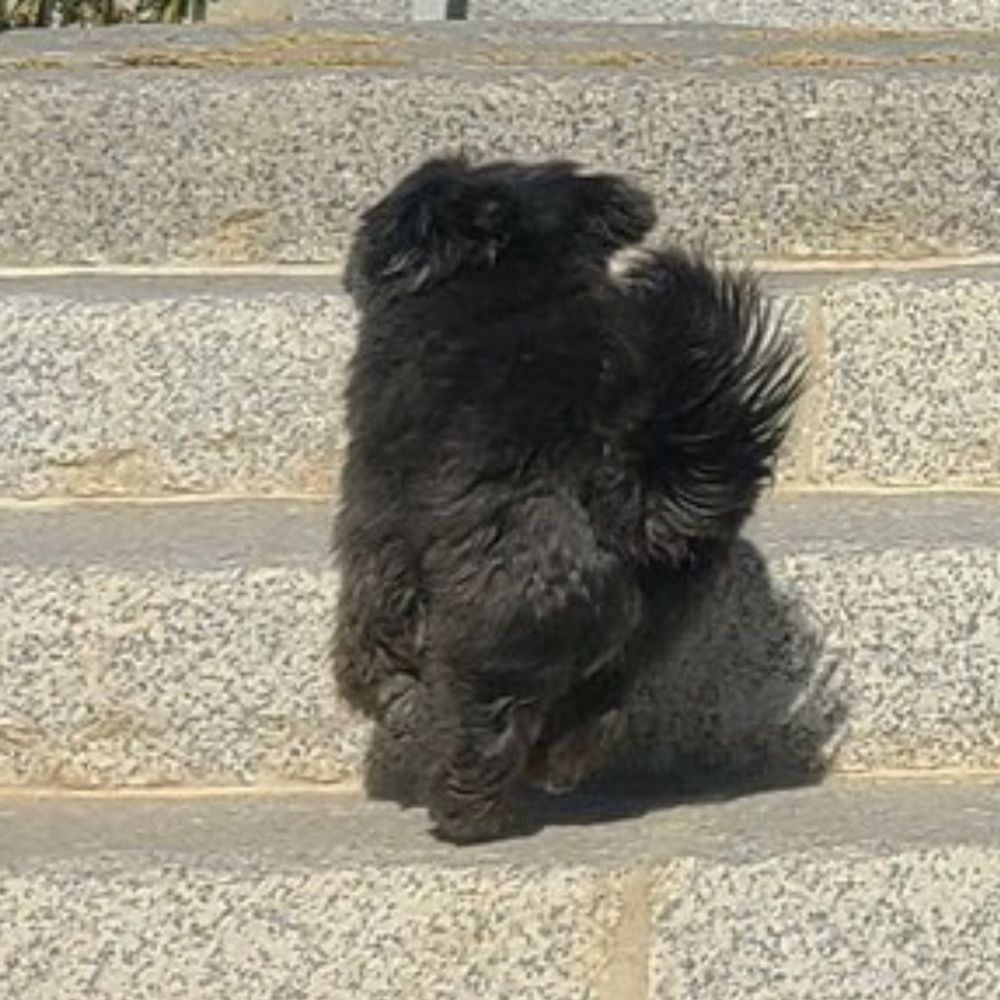 주먹