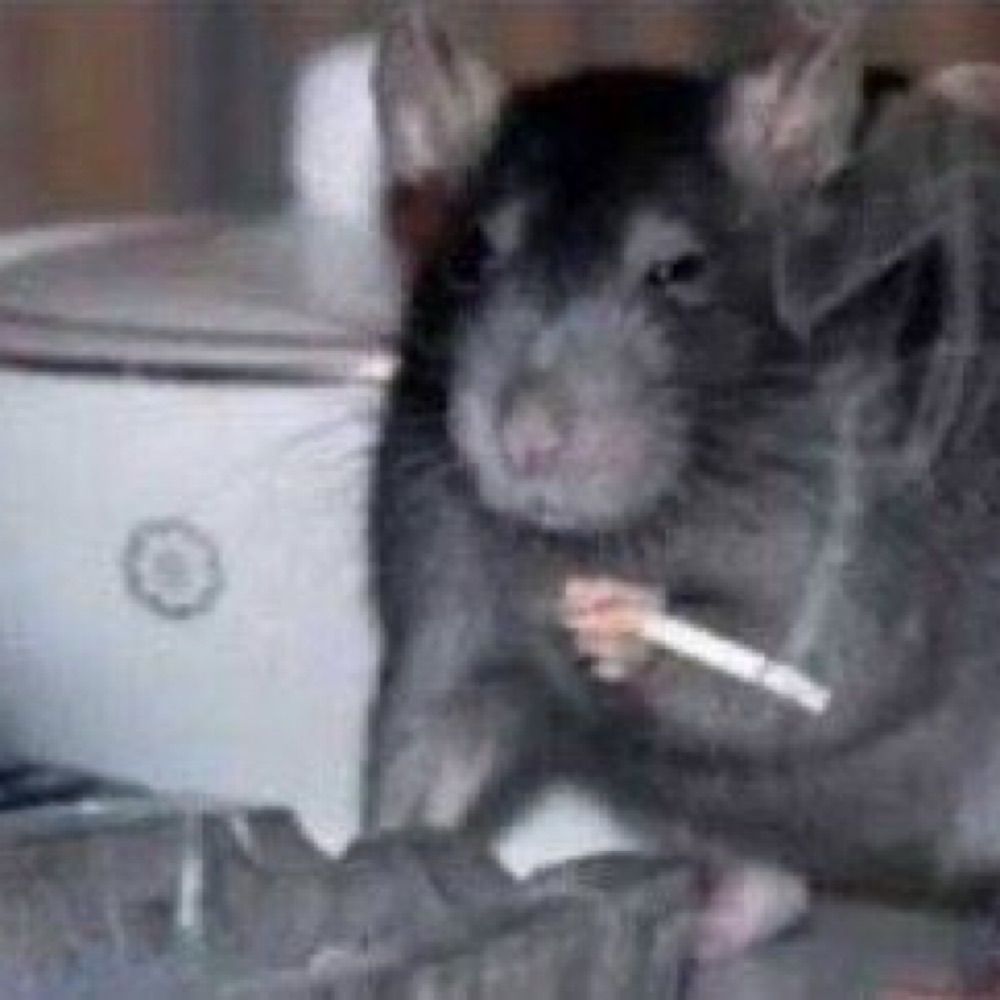 𝐨 𝐫𝐚𝐭𝐨 𝐒𝐮𝐫𝐭𝐨 𝐋𝐢𝐭𝐭𝐥𝐞