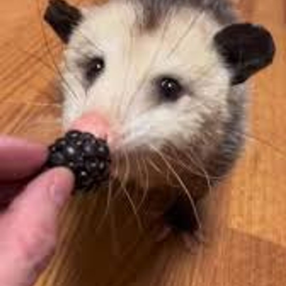 a possum