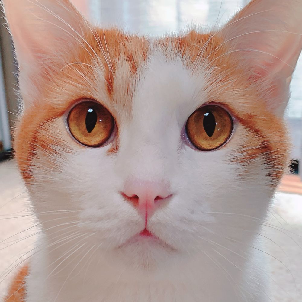れおん🐈