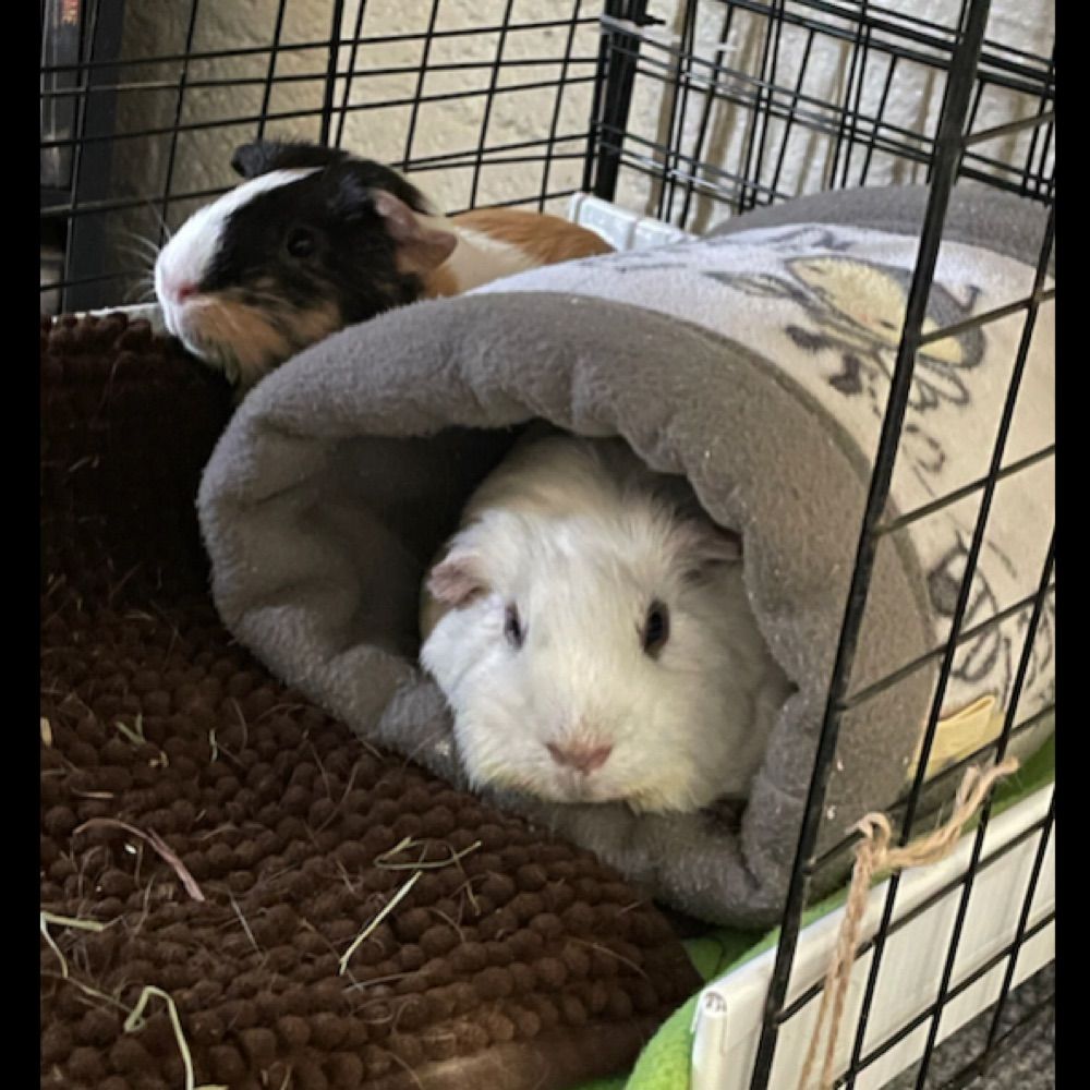 Lovemyguineapigs