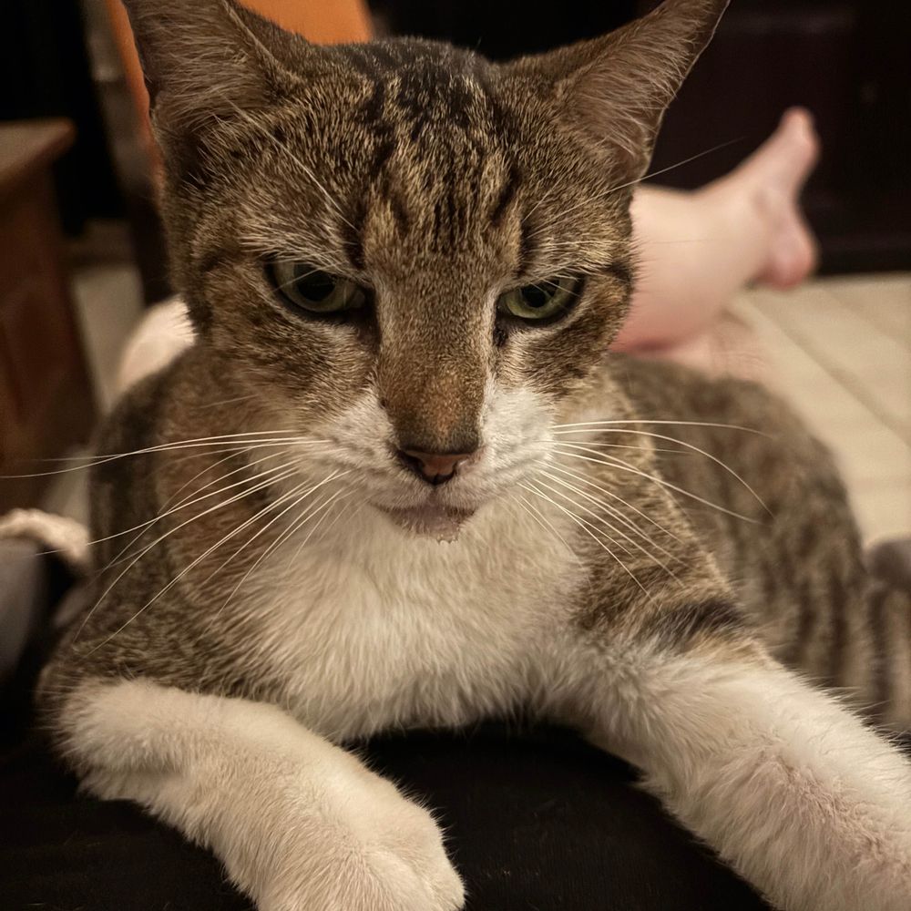 Sophiene