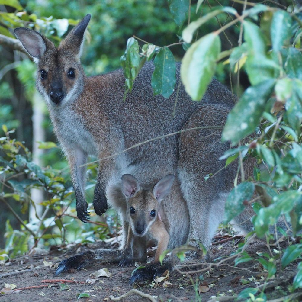 Australian Wildlife 🦘