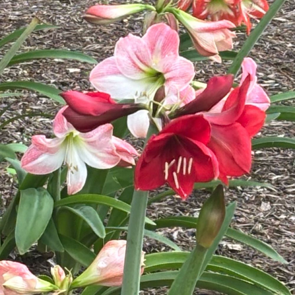 E. C. Alice