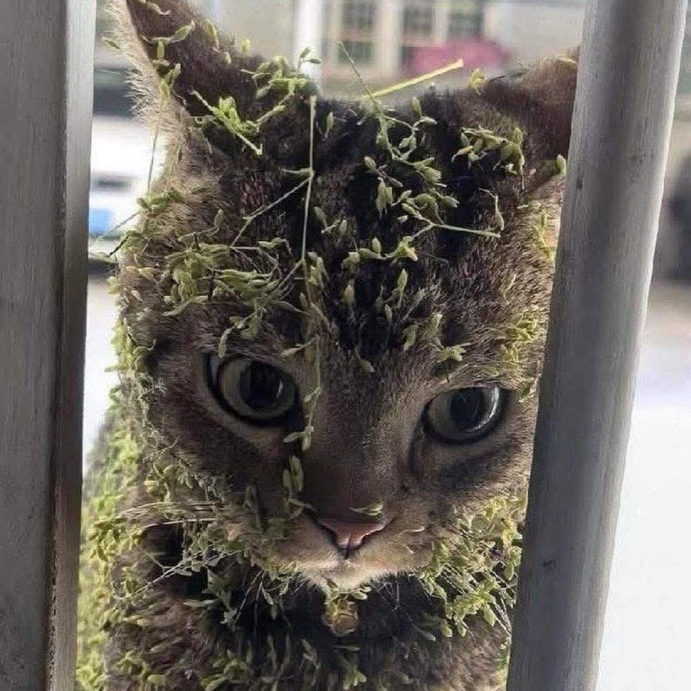 mura⁷