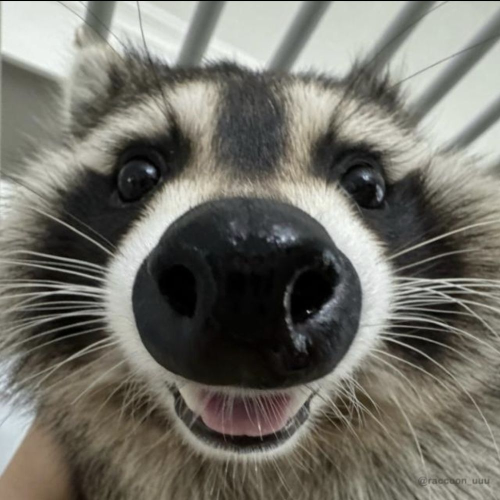 Headcone Raccoon 🇦🇷