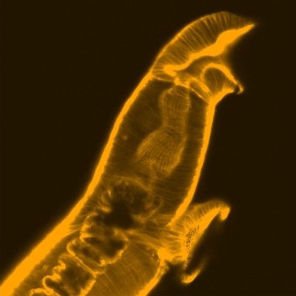 Current Research in Parasitology & Vector-Borne Diseases