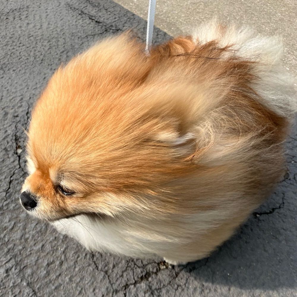 ムーミン