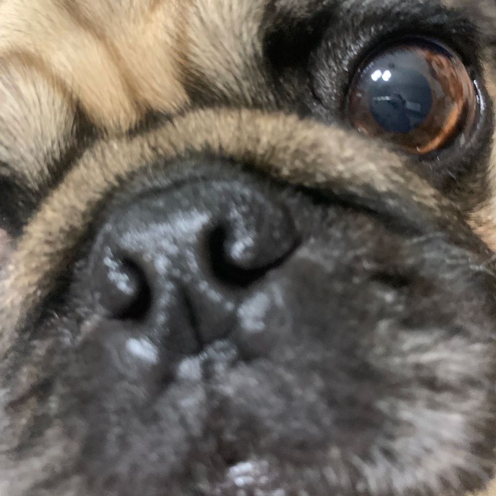 Leoooo