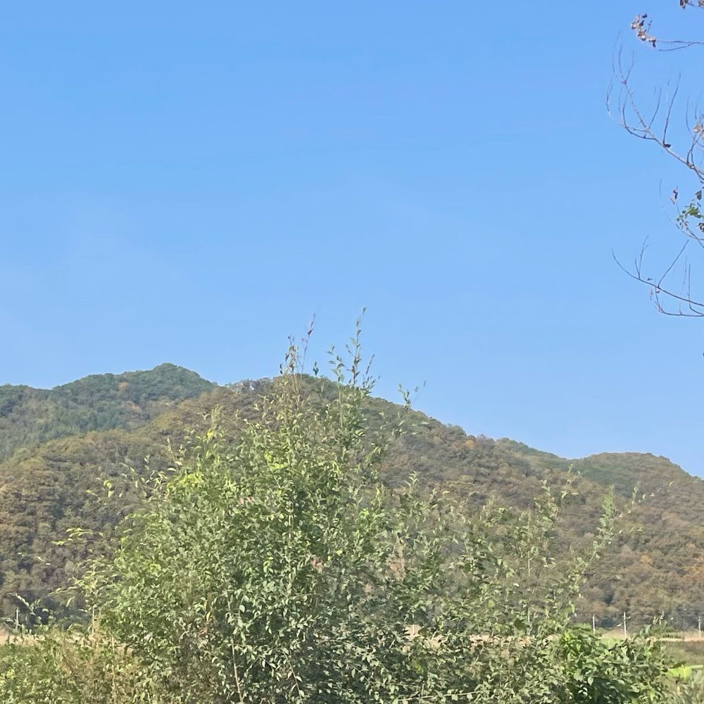 坦率小子