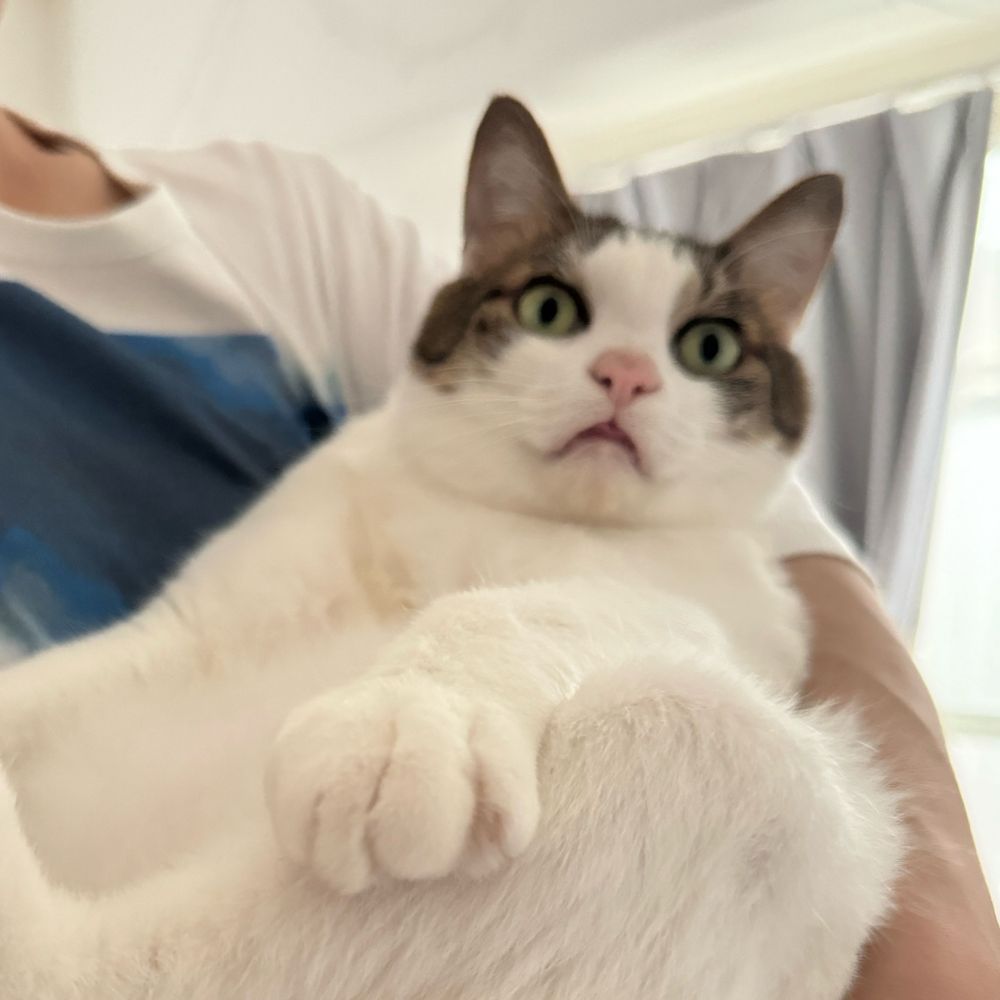 たいこ