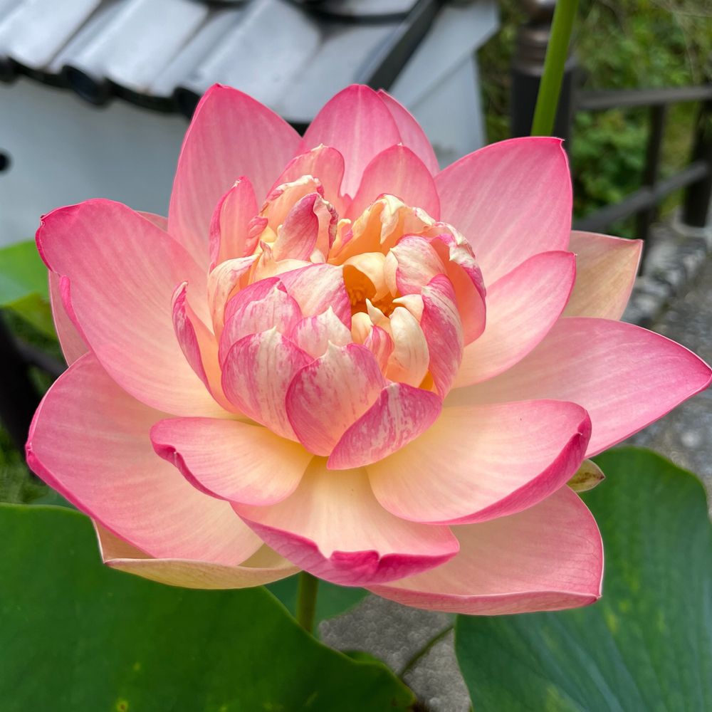 月宮　桜琳