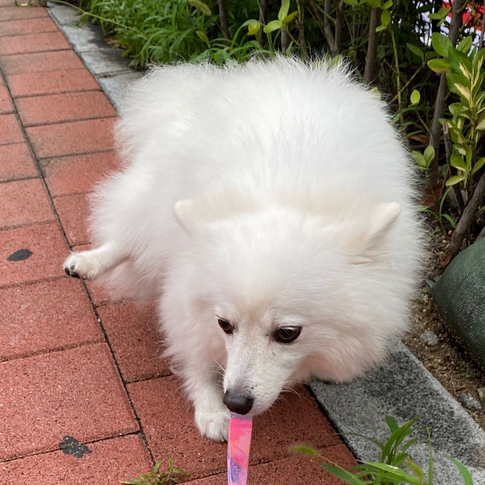 전설의 멍멍이 가을🐶