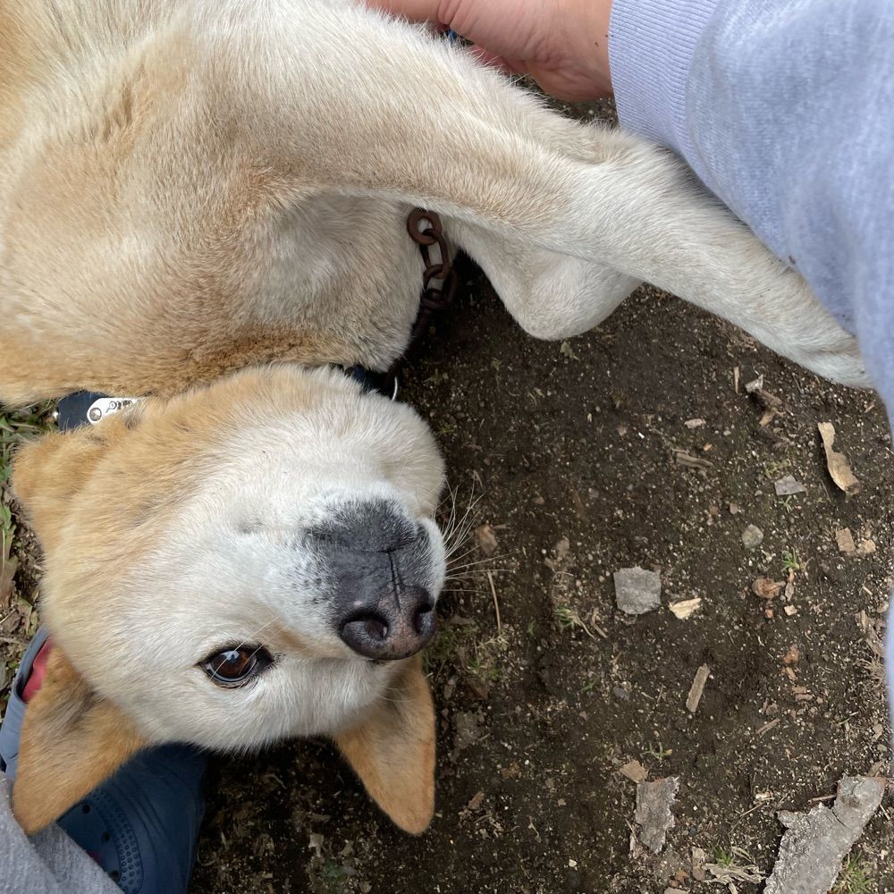 とみぃ(犬