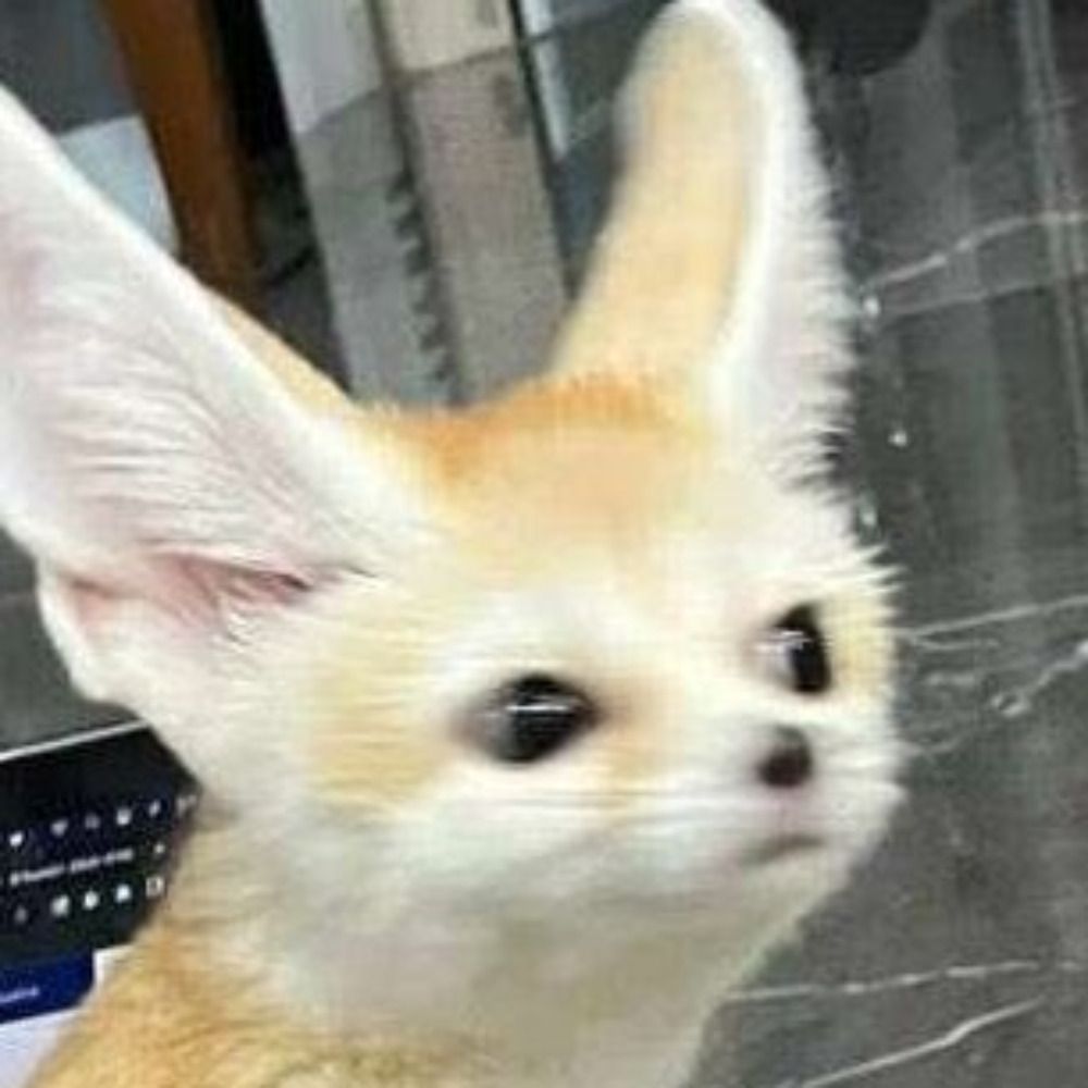 ErinTheFennec