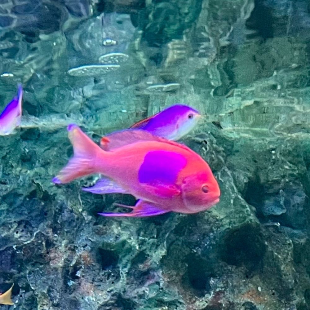 ぴぴみん