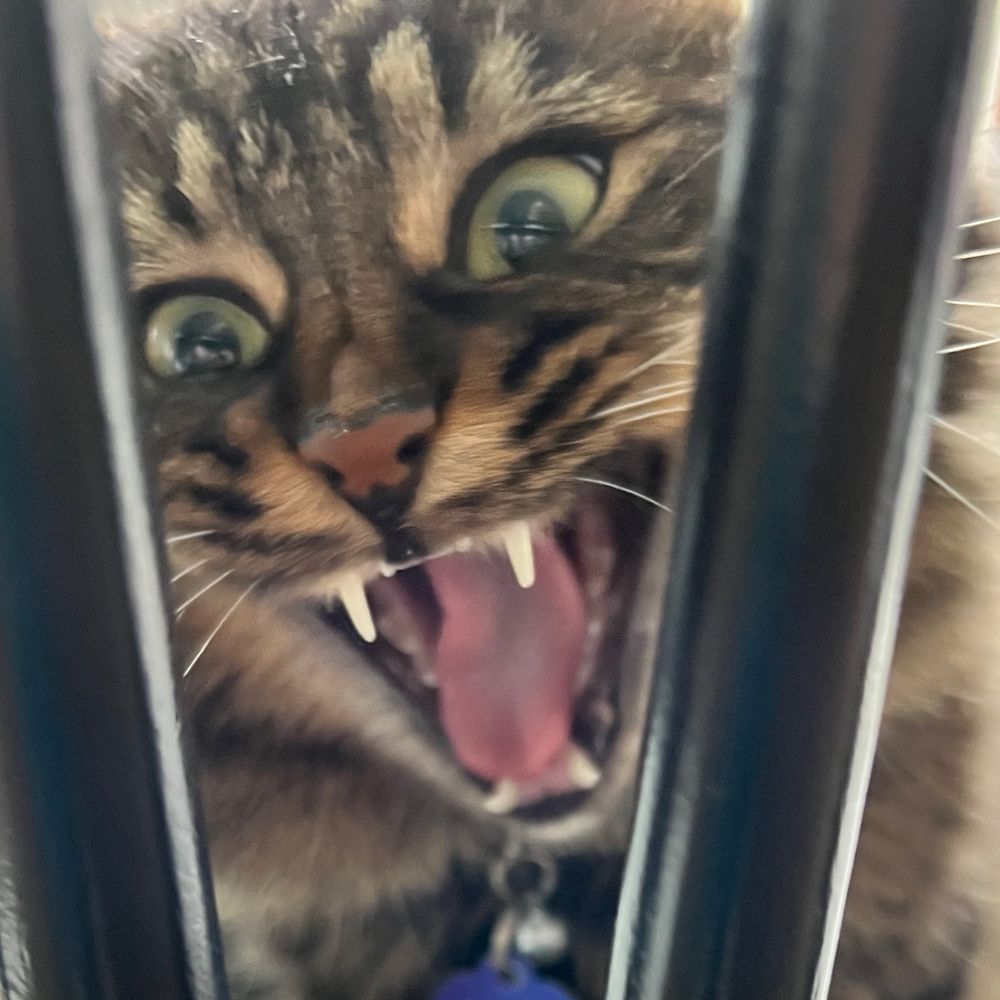 Angry Little Kitty