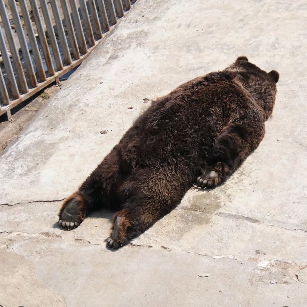 SmolBearboy