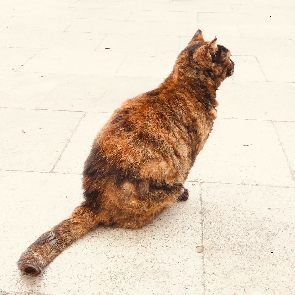 WhyIsThisCat🔞🌈🍖