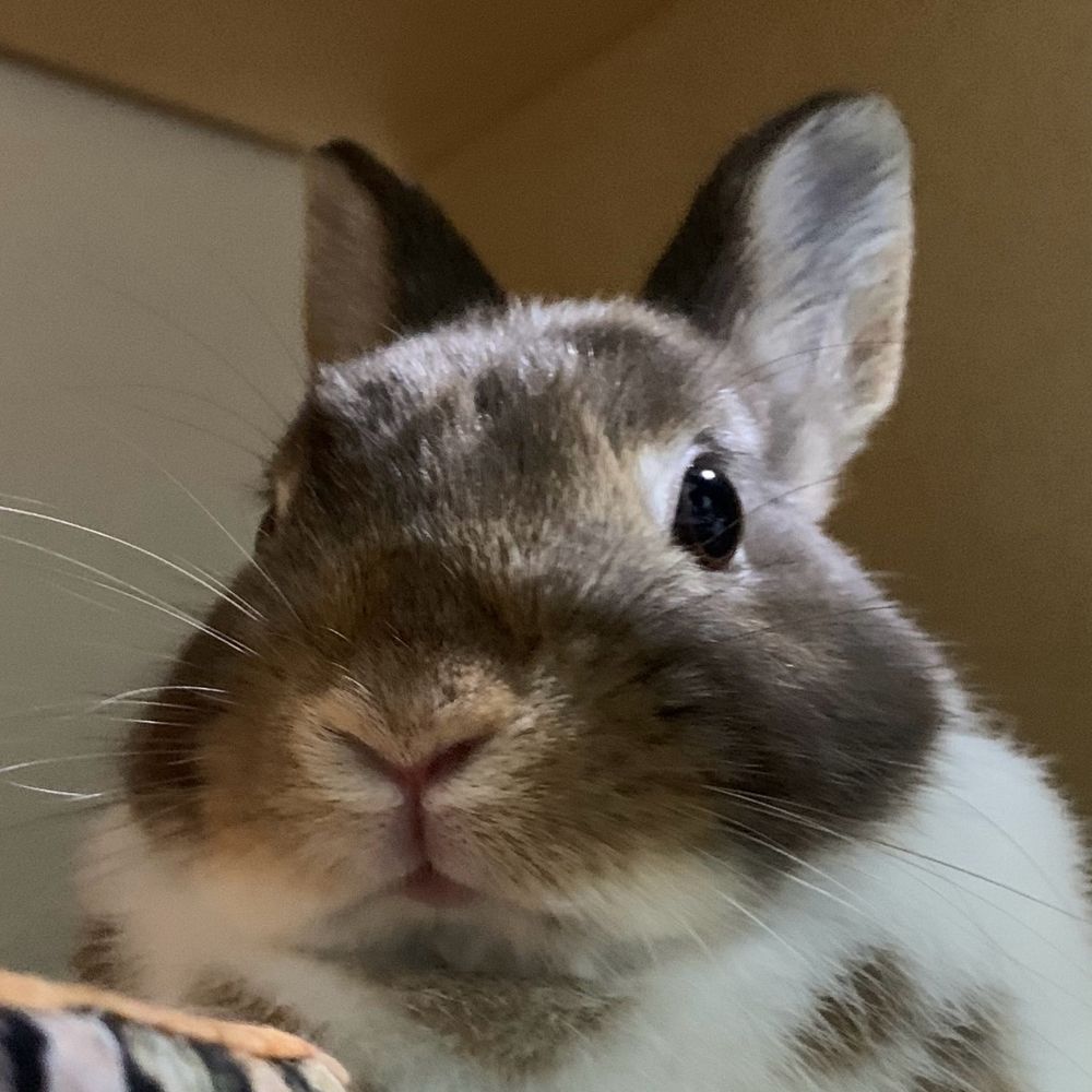 チビうさぎのぶん