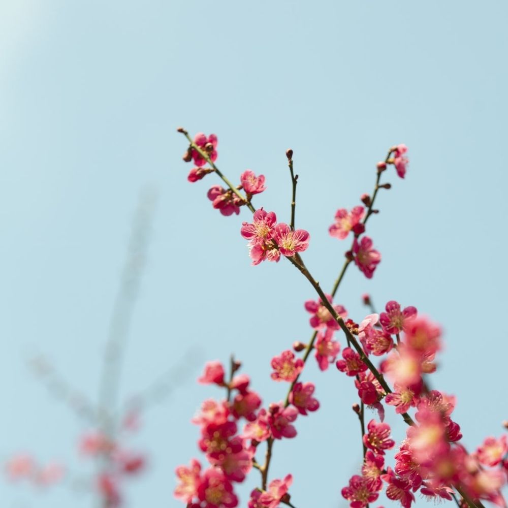 이네하나