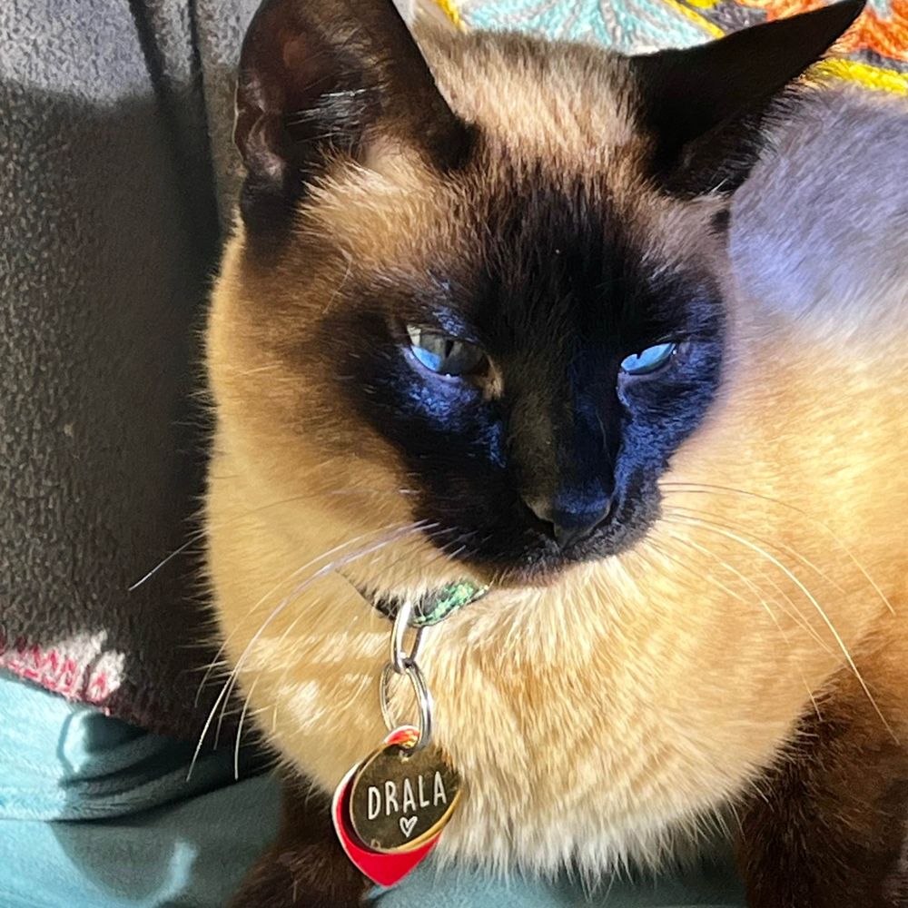 Feline Enthusiast