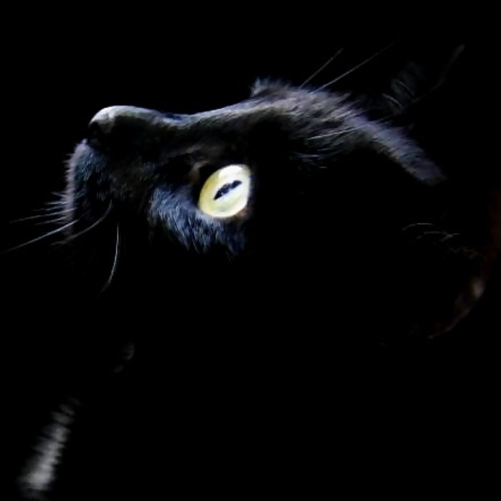 Mimiau