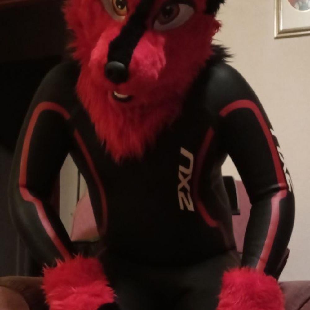 Demon husky