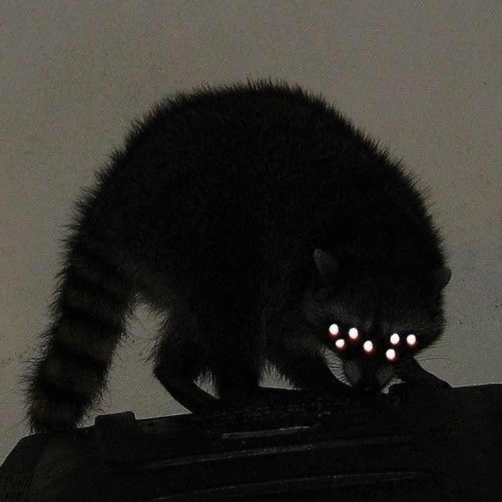 JoJoNyoom 🦝