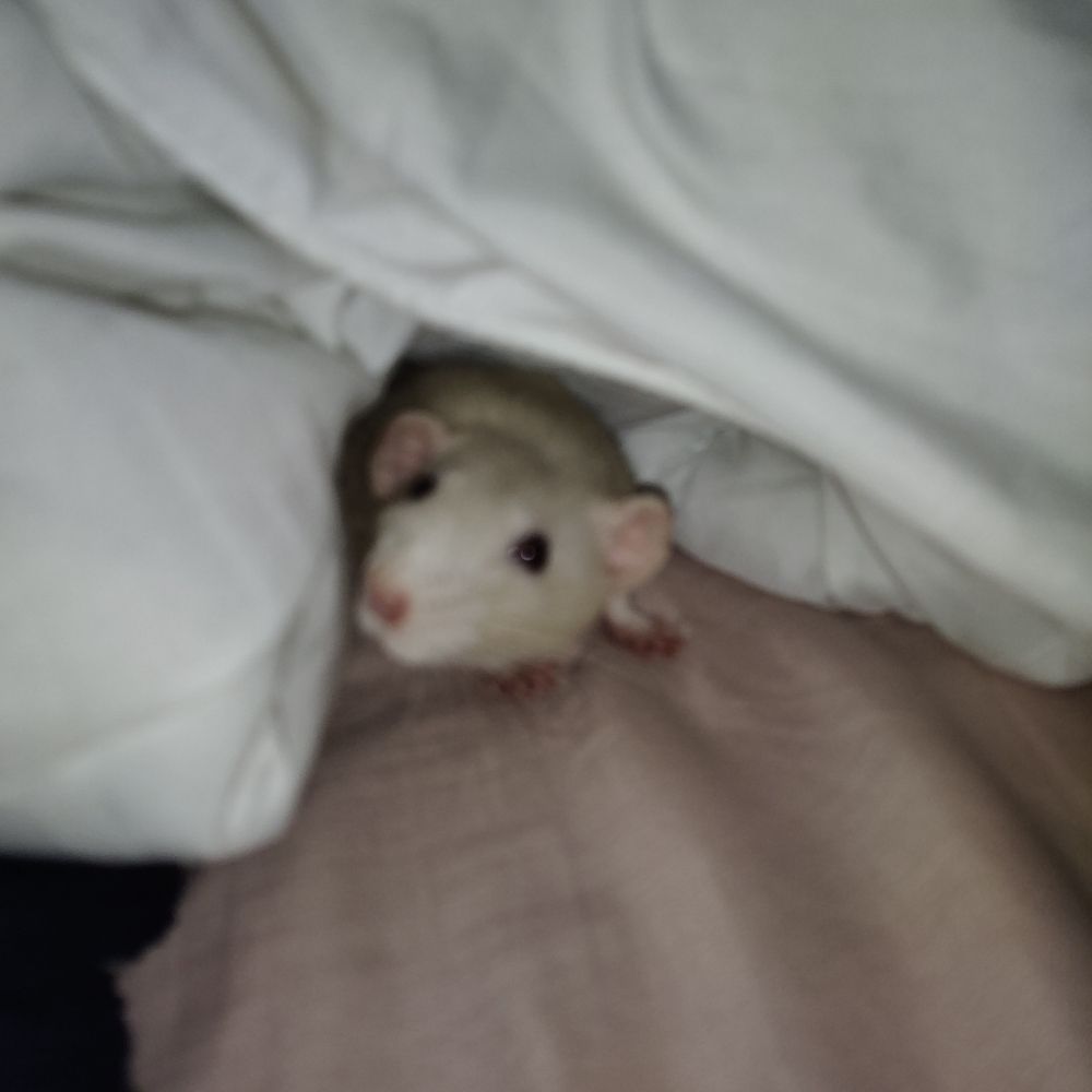 Josie!!