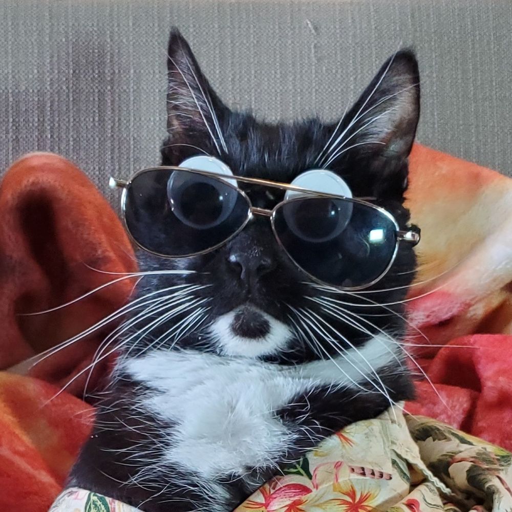 Cat Cosplay 's avatar