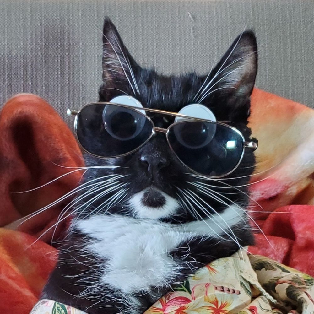 Cat Cosplay 