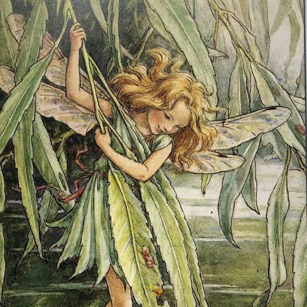 Schuyler Mitchell