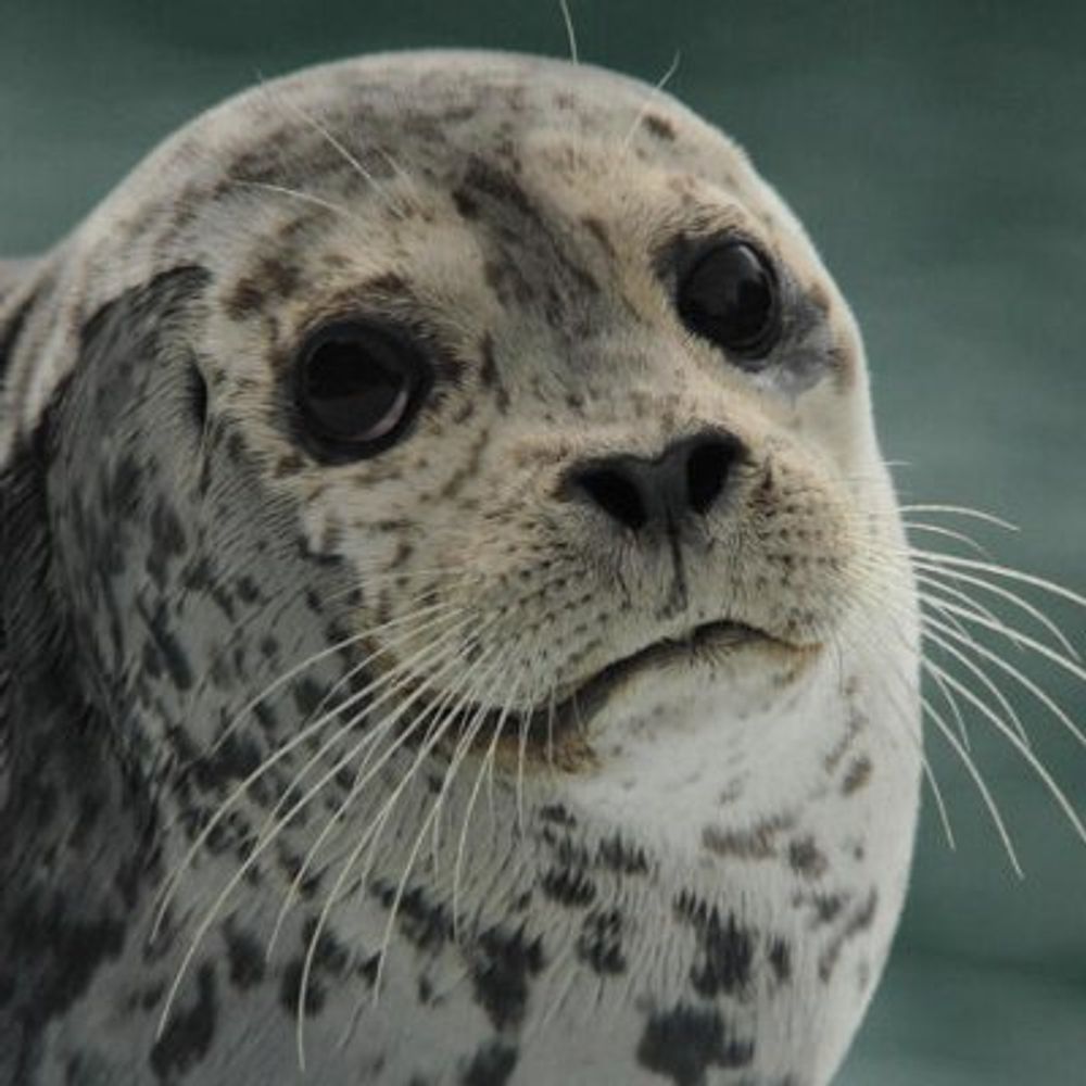 Generic Seal