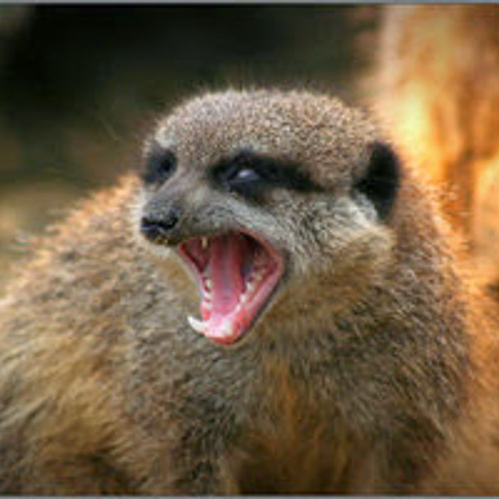 RabidMeerkat