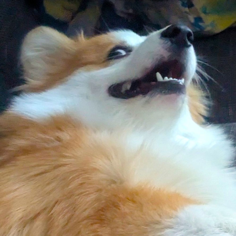 Fluffy Frank Reynolds' Ferociously Friendly Representative