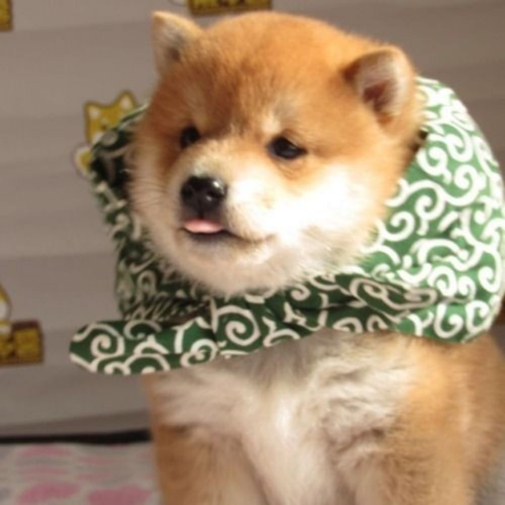 Cha