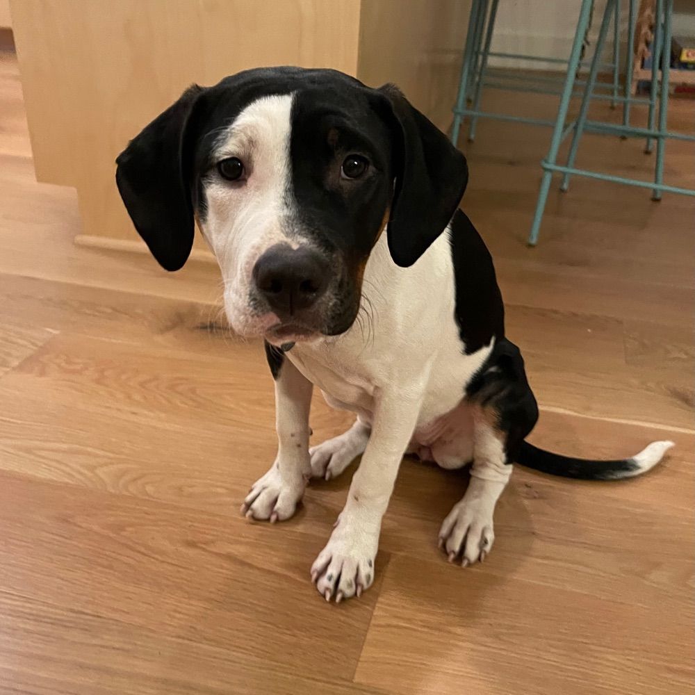 Rosie (obob.dog)