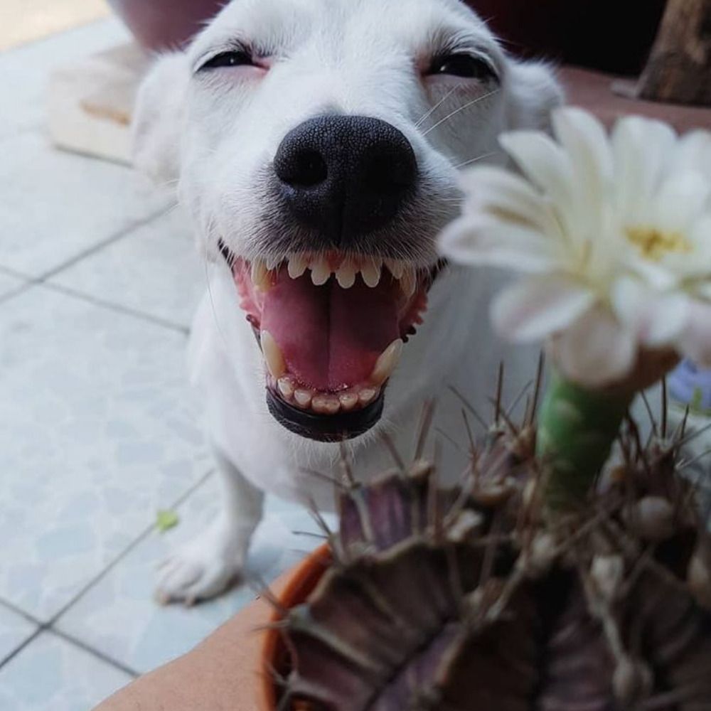 🫥