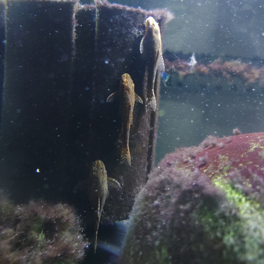 審美魚眼