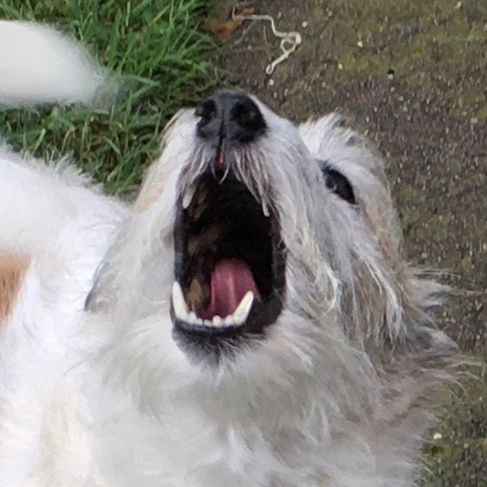 Farm-paws