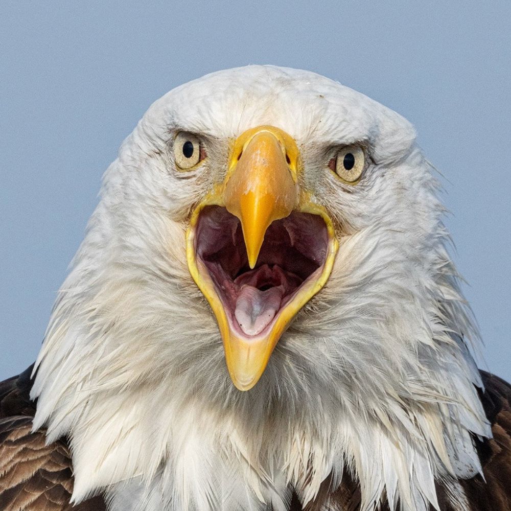 nwpatriot.bsky.social profile picture