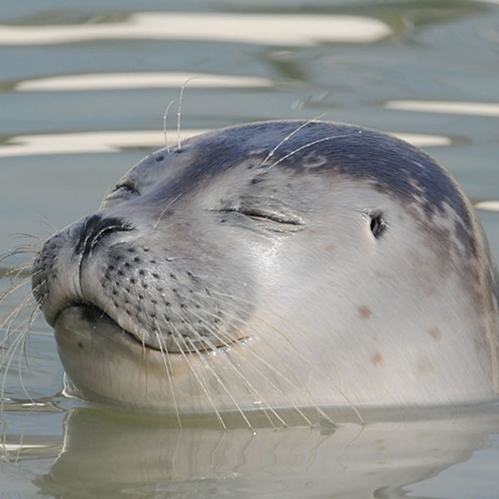 O-Seal