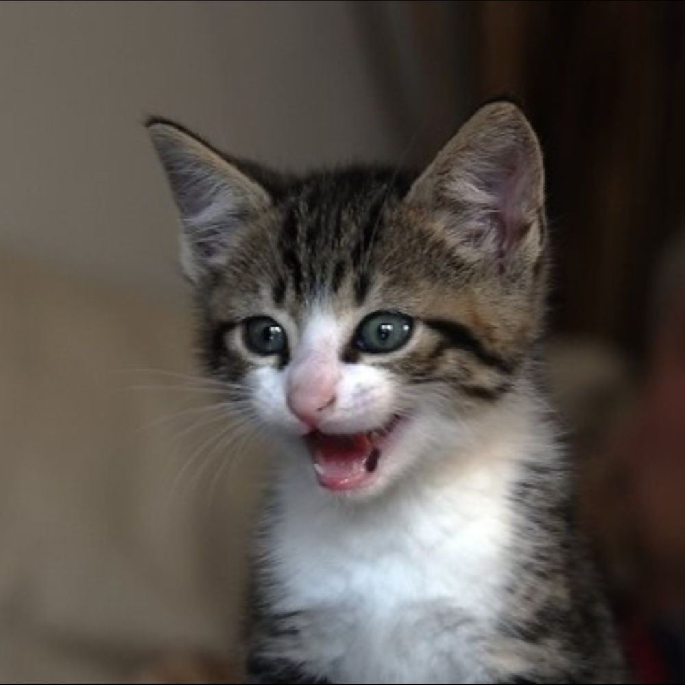 Grinsekatze